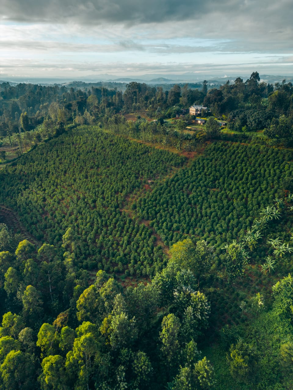 Ngacha - Kenya (Limited Edition - PRE-ORDER)