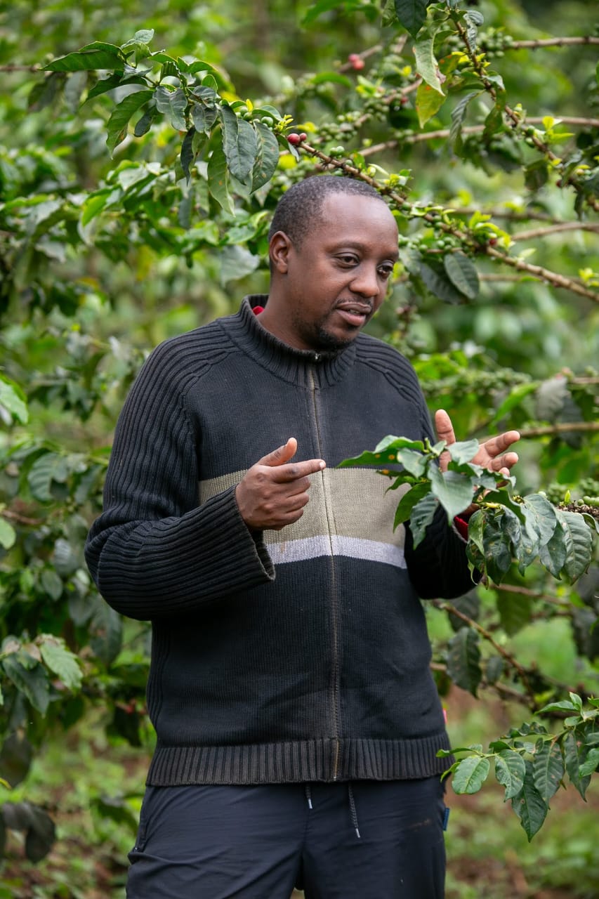 Ngacha - Kenya (Limited Edition - PRE-ORDER)