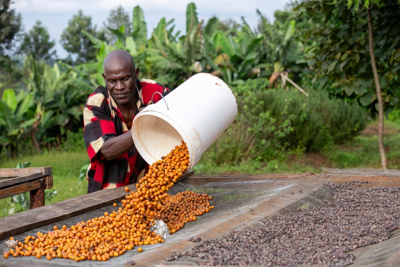 Ngacha - Kenya (Limited Edition - PRE-ORDER)