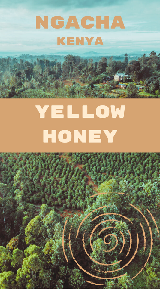 Ngacha Yellow Honey - Kenya